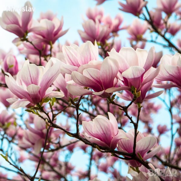 Магнолия 5-вида, снимка 1