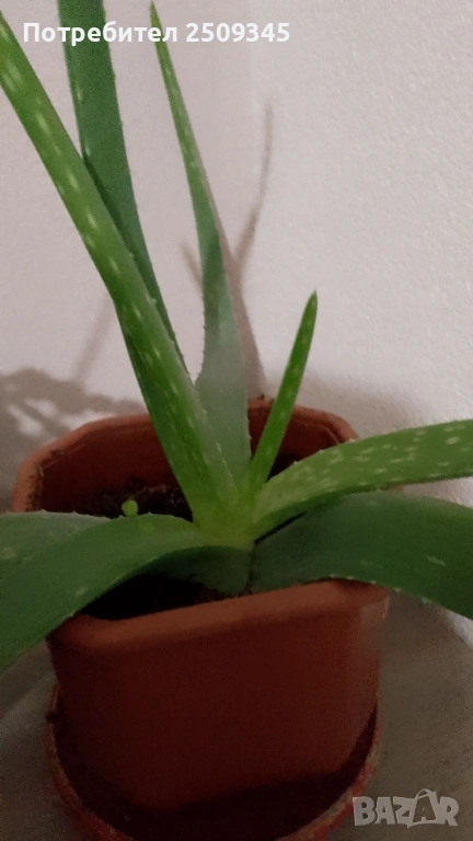 Алое вера, снимка 1