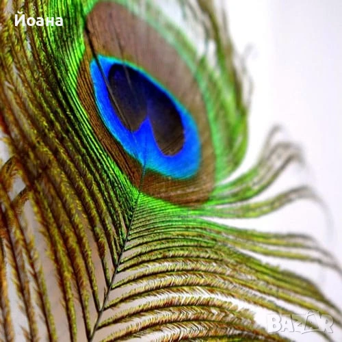 Продавам паунови пера, снимка 1