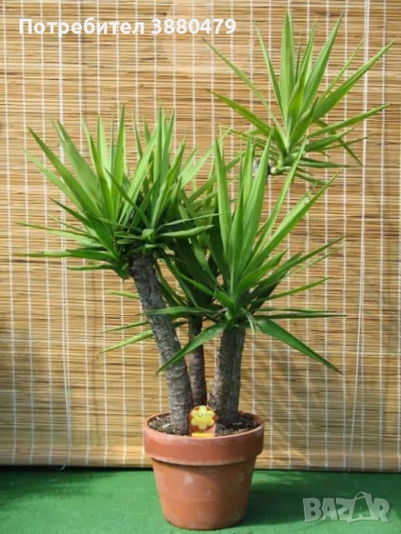 красиво стайно растение, снимка 1