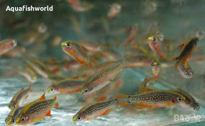 Микроразбора галакси, 10+ Х 2.50 лв, снимка 1