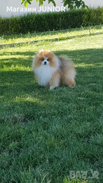 мъжки померани за разплод, снимка 1