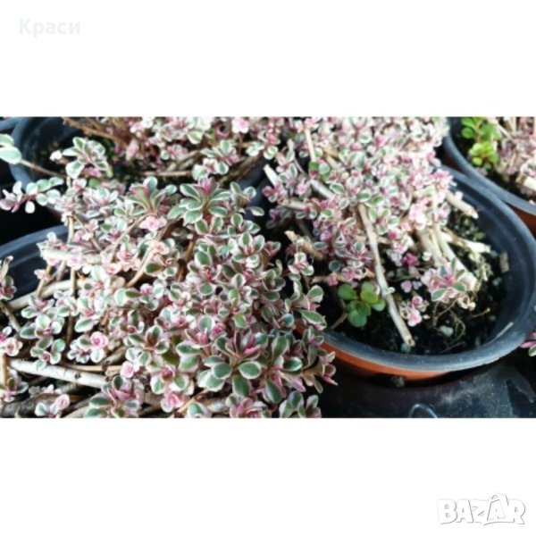 Седум-триколор, снимка 1