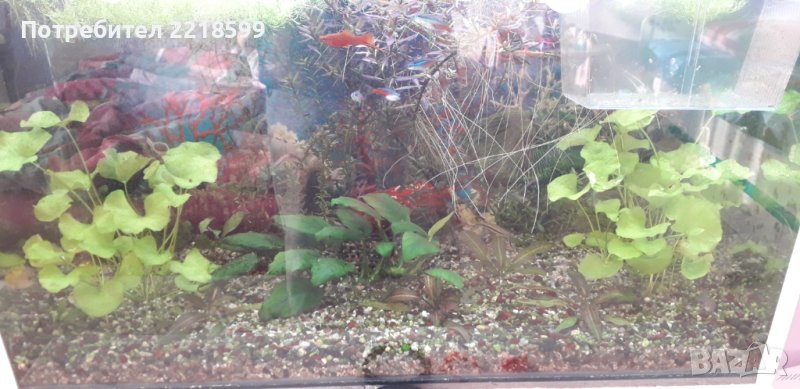 Водни растенията за аквариум , снимка 1