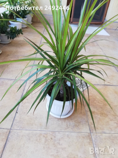 Драцена маргината, снимка 1