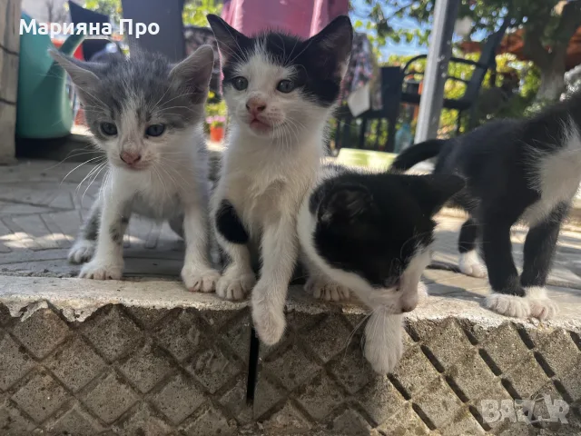 Подарявам малки котенца на 1 месец, снимка 14 - Други - 56151631