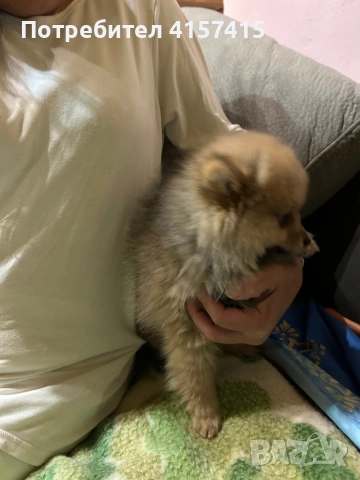 Померан шпиц, снимка 5 - Померан - 52896014