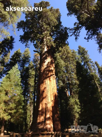 15 нови семена гигантска секвоя мамутово дърво sequoiadendron giganteum за декорация на двора  , снимка 16 - Сортови семена и луковици - 49828592