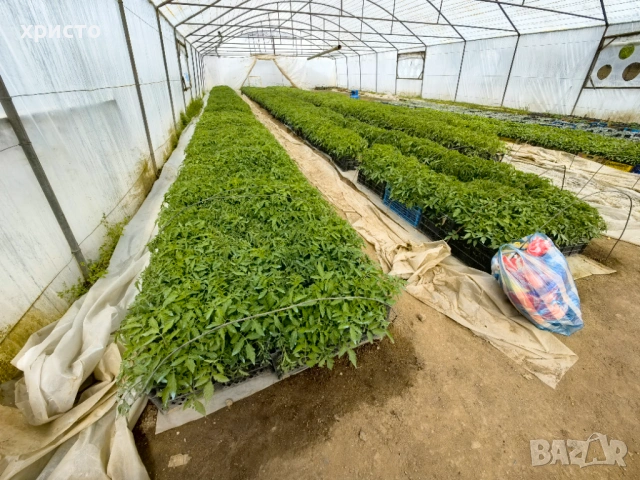 Разсад - домати, краставици, пипер, патладжани, пъпеши, дини и др., снимка 5 - Разсади - 53760110