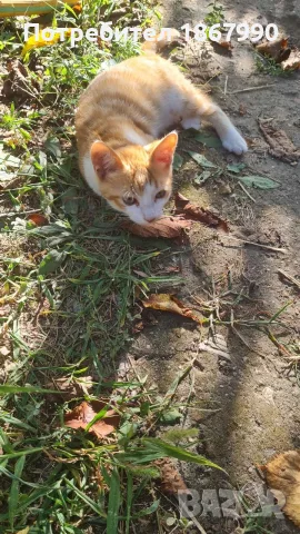 Котета търсят дом, снимка 9 - Други - 55517656