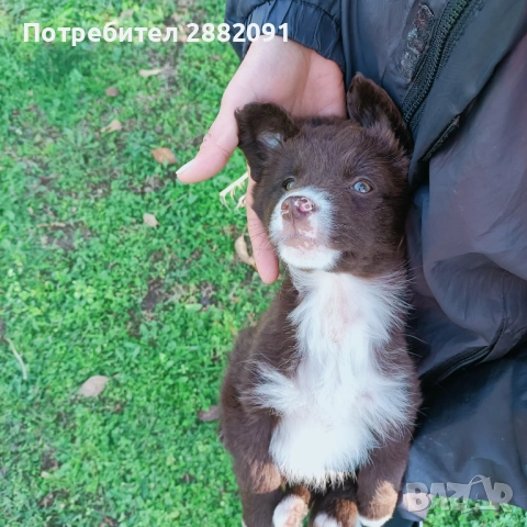 Подарявам тримесечно женско куче , снимка 2 - Други - 53050880