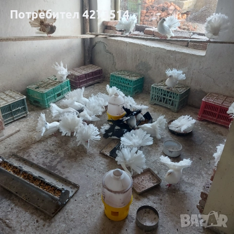 Продавам гълъби Финерлии - бели, сиви и пъстри., снимка 1