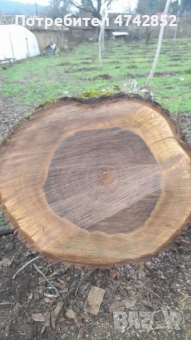 Продавам масивен орехов ствол – 80 см диаметър, снимка 2 - Дърва за огрев - 53539446