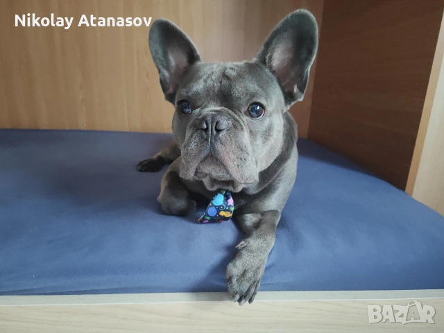 Мъжки френски булдог за разплод , снимка 3 - Френски булдог - 53181060