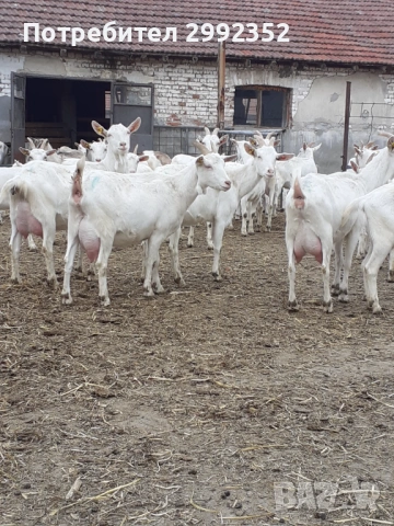 Saanski jenski i majki qrenca sas sertifikat  za damazlak 0894367171 , снимка 16 - Кози - 53540945