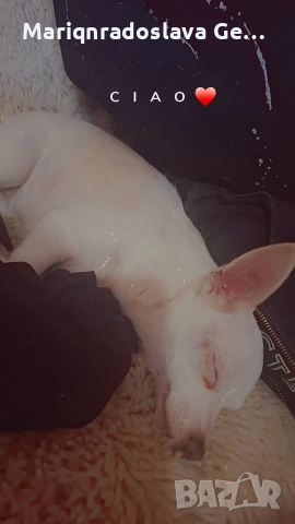 продава се мини пинчер , снимка 2 - Пинчер - 52771392