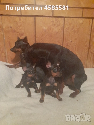 Чистокръвни немски пинери, снимка 18 - Пинчер - 52995417