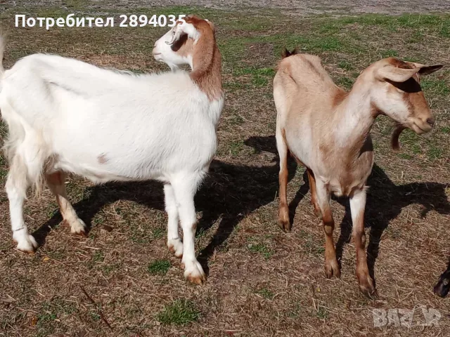 свободни 6 кози + 2 ярета , снимка 8 - Кози - 56250511