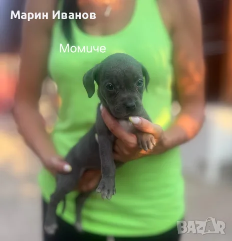 Сини питбулчета 3 момичета и 1 момче., снимка 3 - Питбул - 55781532