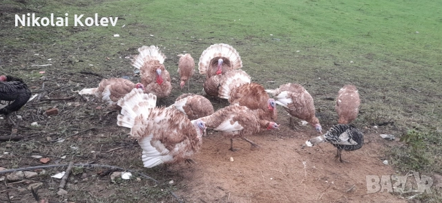 Продавам домашни био пуйки, снимка 3 - Кокошки и пуйки - 52677427