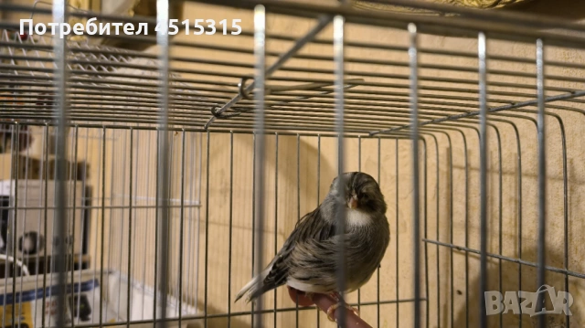 Last 2 Gloster males !, снимка 6 - Канари - 53444578