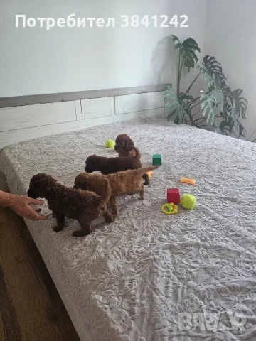 Продавам мини пудел 