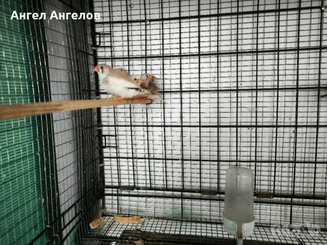 зеброви амадини 