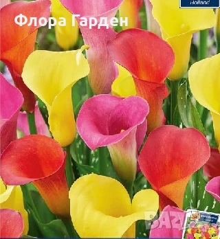 КАЛА, ГЛОКСИНИЯ - Грудки - ПРЕДВАРИТЕЛНИ ПОРЪЧКИ, снимка 8 - Градински цветя и растения - 53659916