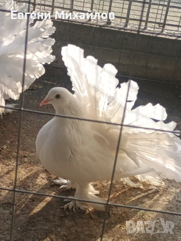 Фенерлии, снимка 3 - Гълъби - 52358162