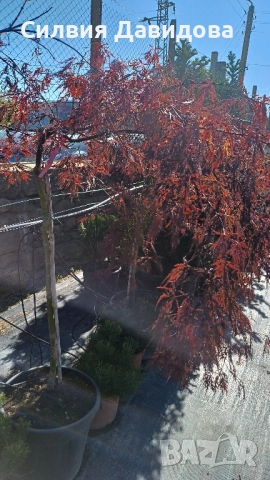 Японски клен Acer, снимка 10 - Градински цветя и растения - 52499746