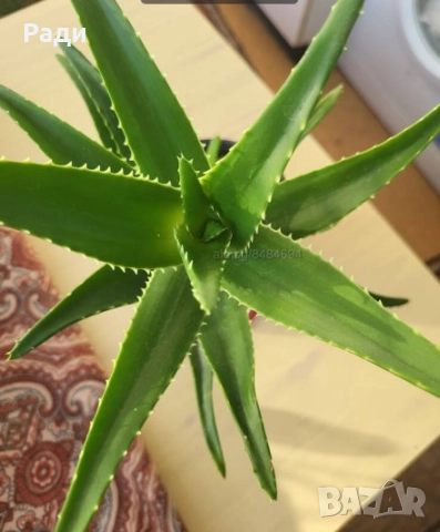 Цвете индрише алое вера лилава детелина коледниче дървото на живота, снимка 6 - Стайни растения - 37613358