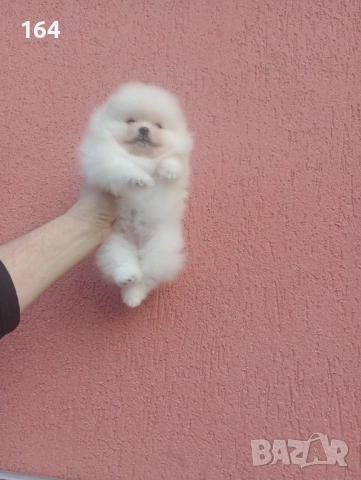 Женски мини Померан. Реални снимки от 08.02.26 г. , снимка 2 - Померан - 53455201