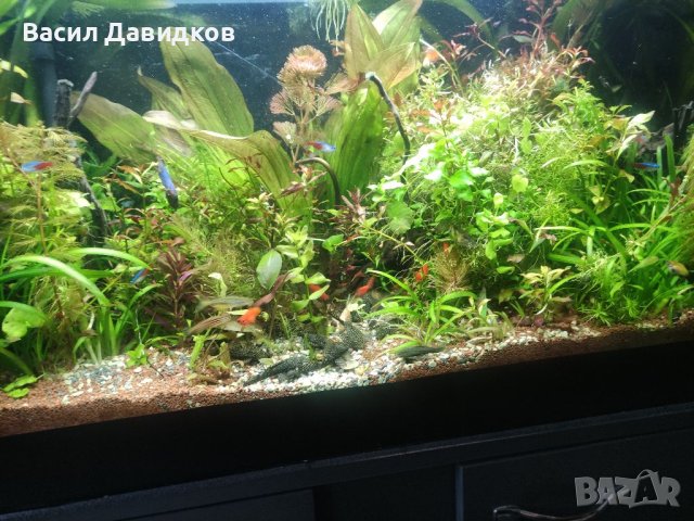 Аквариумни растения , имам и за езеро, снимка 11 - Рибки - 40911686