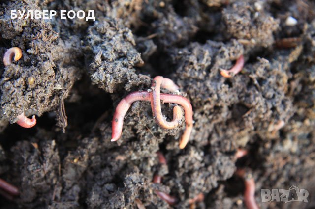 Биотор от червени калифорнийски червеи в чували (вермикмпост, лумбрикомпост, биохумус), снимка 8 - Тор и почвени смеси - 35727385