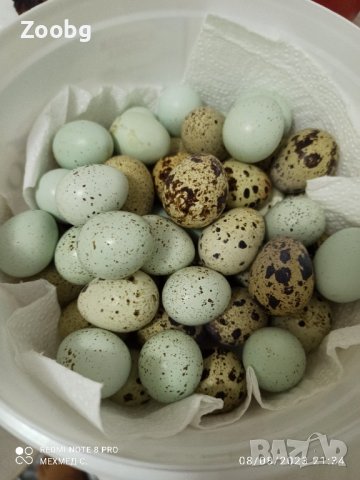 яйца от пъдпъдъци Селадона и Бял Английски
