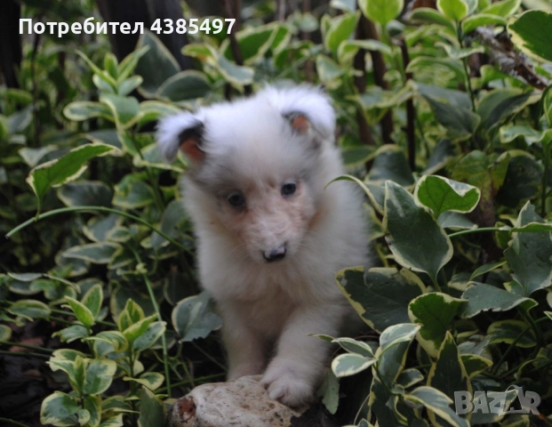 Кученца Шелти женски, снимка 5 - Други - 52802202