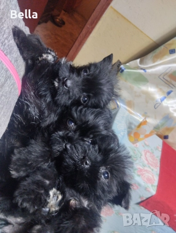 Мини Цверк шнауцер , снимка 9 - Други - 52958340