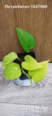 Епипремнум Neon 