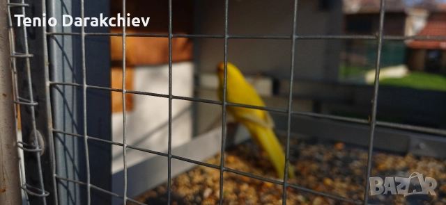 свобадни, снимка 4 - Папагали - 52853845