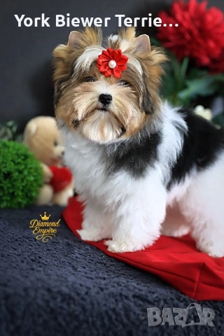 Йоркширски Териер! Елитни кученцата с родословие ! Доставка 