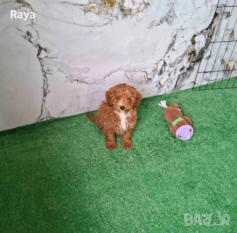  Той и мини пудели