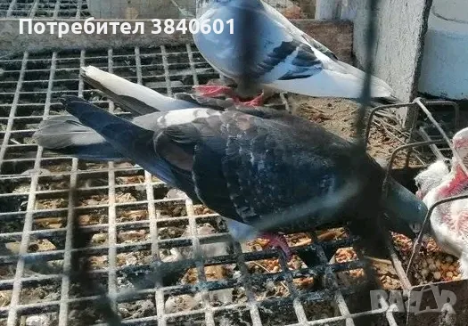 Декоративни Гълъби, снимка 3 - Гълъби - 56006723