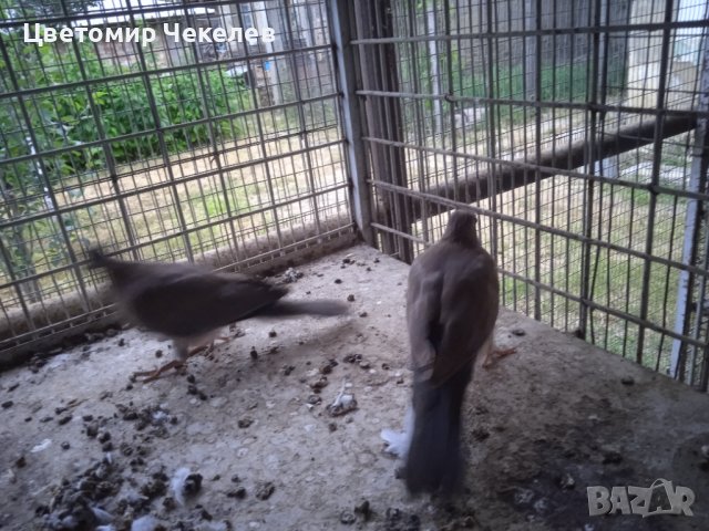 Сенегалски гургулици-1 мъжки, снимка 8 - други­ - 41202178