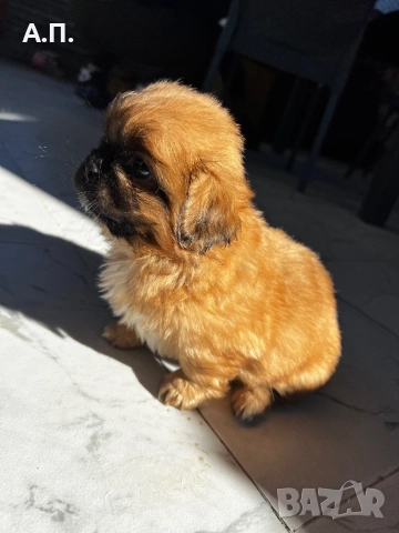 Продавам Чистокръвни пекинези, снимка 5 - Пекинез - 52788805