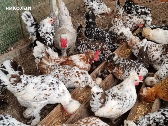 продавам яйца от бреговска джинка, снимка 11 - други­ - 49700485