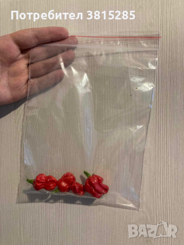 Люти чушки - Carolina Reaper - Каролина Рийпър - Най - лютите чушки, снимка 3 - Домашни продукти - 44778541