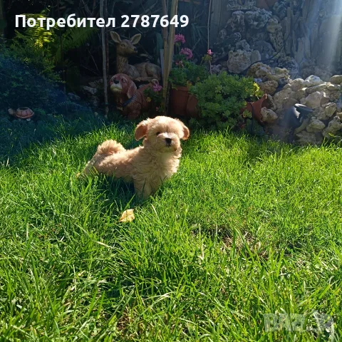 Малтипу момичета, снимка 8 - Пудели - 56056116