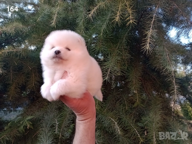 Бели и кремави мъжки кученца Шпиц. , снимка 3 - Шпиц - 53863245