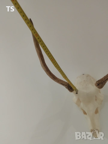 Череп с рога , снимка 3 - Други - 53748064