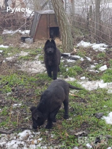 Черна немска овчарка , снимка 3 - Немска овчарка - 53266000